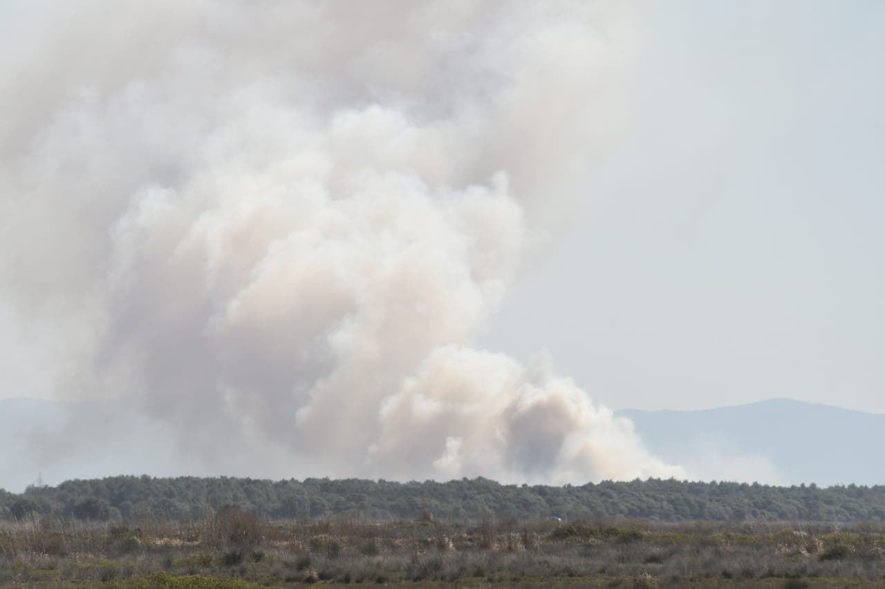 Digjen 15 hektarë pisha në pyllin e Darzezës në Fier