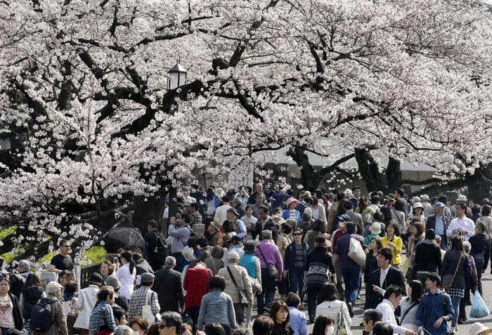 Covid pengon festën e luleve të qershive në Tokio