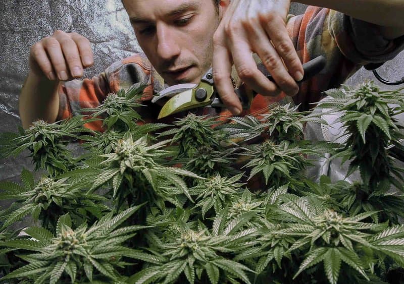 New York legalizon marijuanën