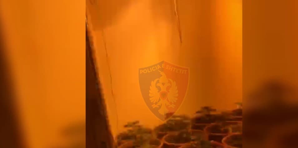 Kthyen banesën në laborator kanabisi, arrestohet tre persona në Lushnje