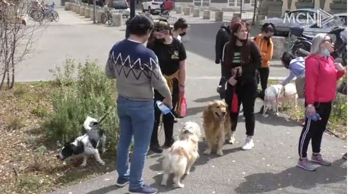 Protestat për kafshët nuk ndalen (VIDEO)