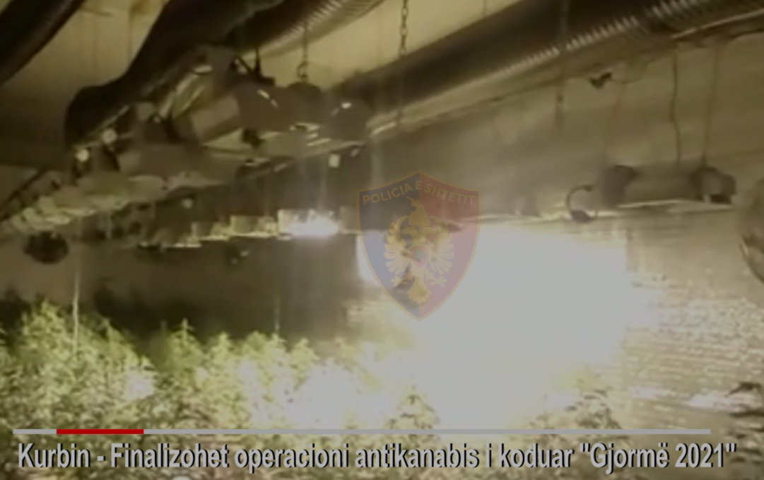 Zbulohet laborator droge në Kurbin, në kërkim drejtori i Kadastrës (VIDEO)