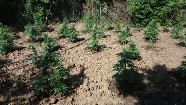  Kapet duke mbjellë kanabis në pyll, arrestohet 21-vjeçari në Mirditë