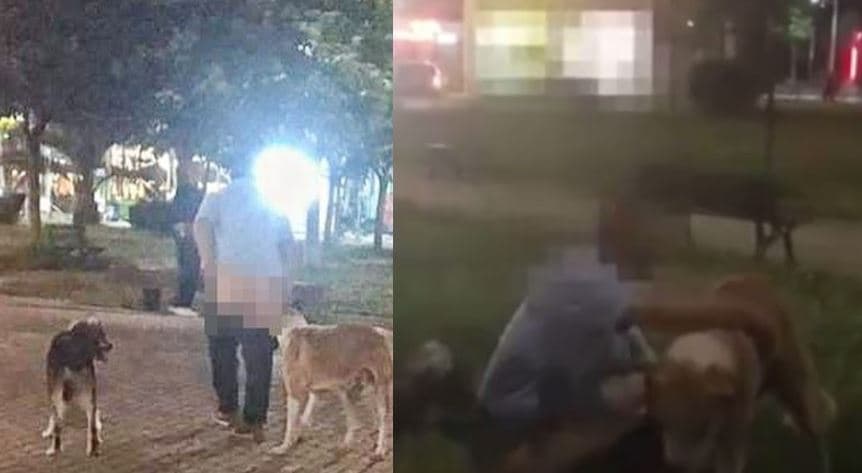 VIDEO/ Burri filmohet në mes të Tiranës duke kryer veprime seksuale me qentë 