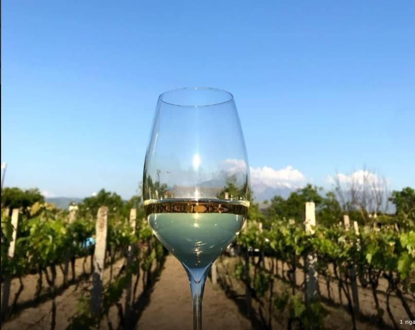   Dita Ndërkombëtare e rrushit “Chardonnay”/ Krifca: Rrushi i famshëm francez kultivohet edhe në Shqipëri