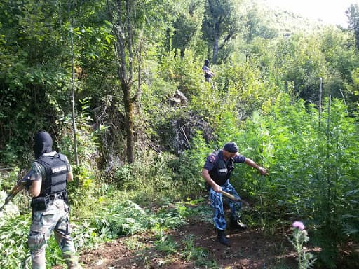 RENEA dhe FNSH aksion në Krujë për zbulimin e parcelave me kanabis (VIDEO)