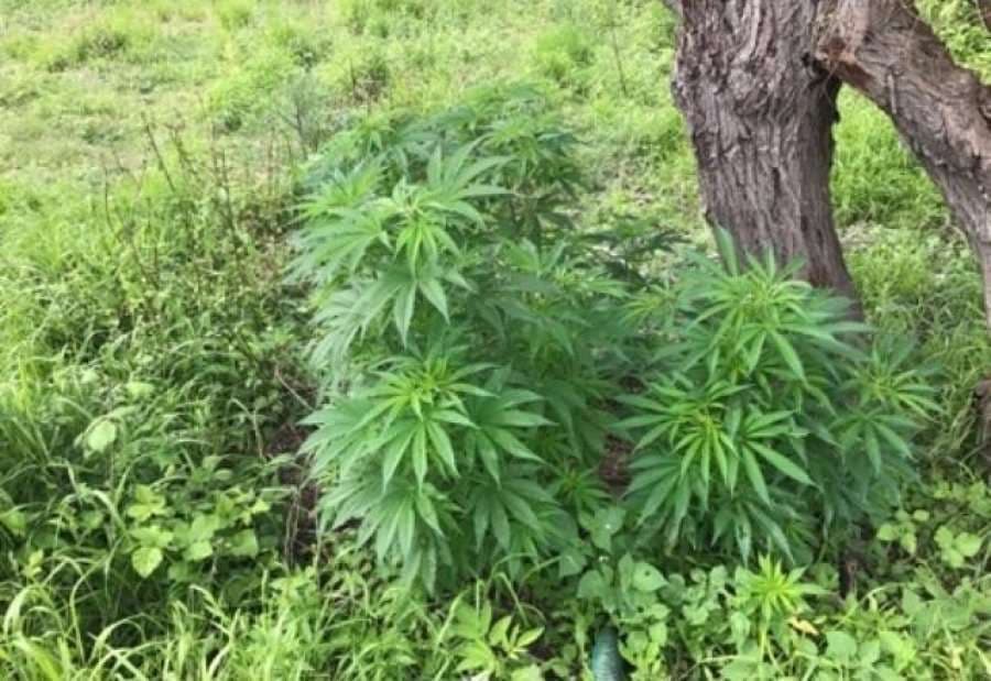 Operacioni antikanabis në zonën e Krujës, caktohet masa për 13 të arrestuarit