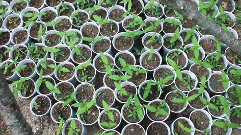Kapet duke kultivuar kanabis sativa, shpallet në kërkim 44-vjeçari në Skrapar