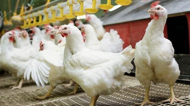 Zbulohen tre vatra të gripit të shpendëve në Shqipëri