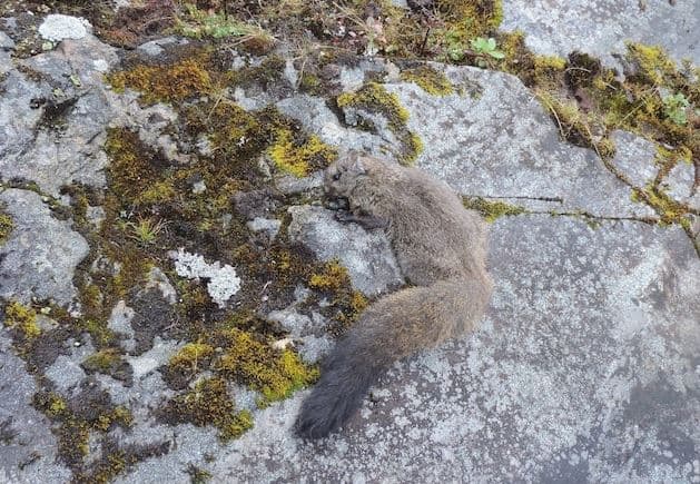 Zbulohen dy specie të reja të ketrit fluturues në Himalaja