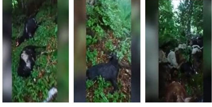    Rrufetë në Mirditë, i vrasin bujkut 250 krerë bagëti 