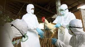 Asgjësohen në Kosovë shpezë në 10 ferma si pasojë e gripit H5N8