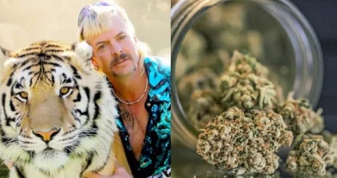 Joe Exotic nis linjën e tij të kanabisit nga burgu