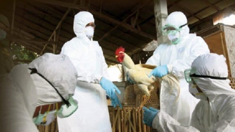 36 ferma të pulave janë prekur nga gripi i shpezëve në Kosovë