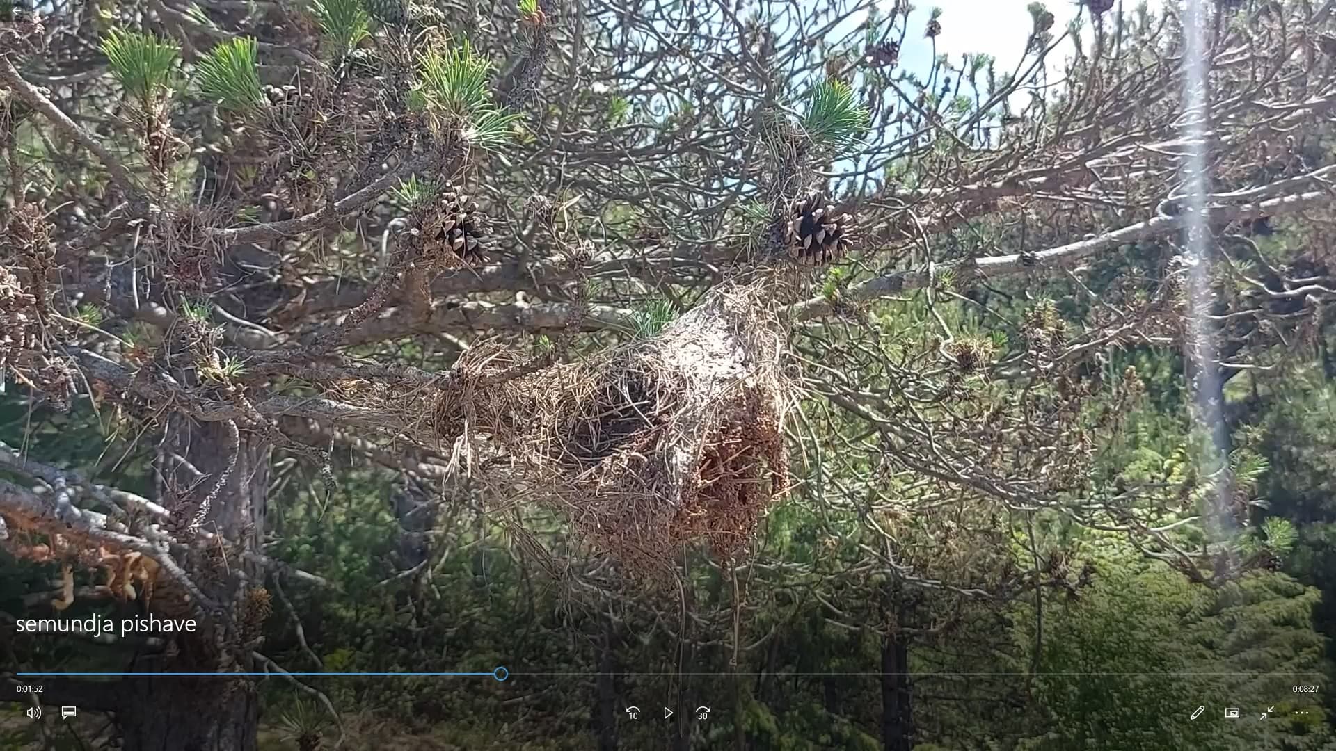Sëmundja e pishave po dëmton qindra hektarë pyje në Gjinar
