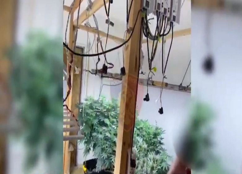 Kthyen banesën në ‘shtëpi bari’, 3 kultivues droge në kërkim, arrestohen 2 punonjës të OSHEE