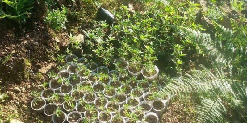 Kultivonte kanabis sativa në banesë dhe tokat përreth, pranga të riut nga Patosi