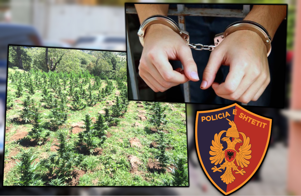 Kultivim të bimëve narkotike/ Arrestohet 31-vjeçari në Fier