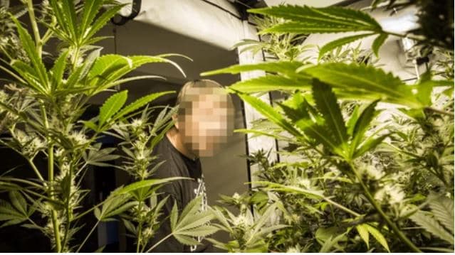 Kishin përshtatur magazinën për kultivim kanabisi, i vë flakën sapo pikasi policinë