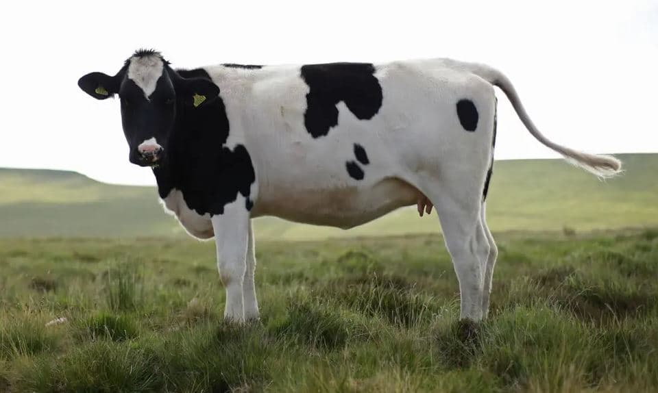 Mikrobet në stomakun e lopës mund të shpërbëjnë plastikën