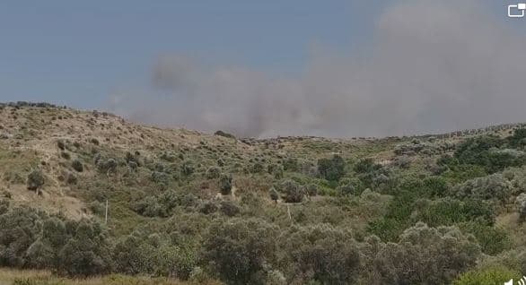 Video/ Përfshihen nga flakët disa hektarë ullishte në Lushnje