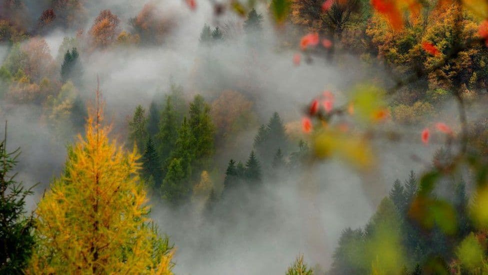 Ndryshimi i klimës, mbjellja e pemëve do të nxisë reshjet e shiut