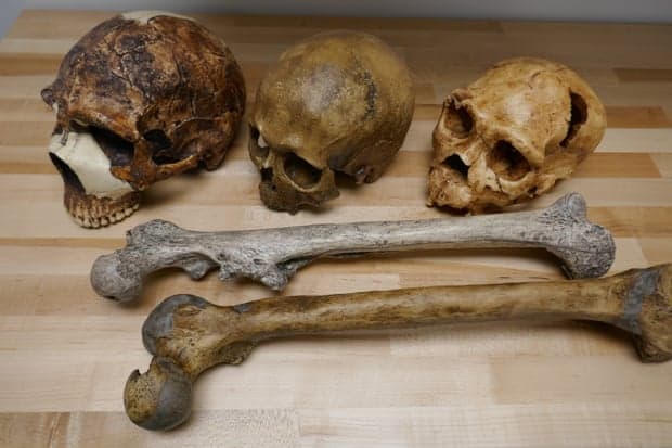 Efekti i klimës në trupin e njeriut dhe madhësinë e trurit