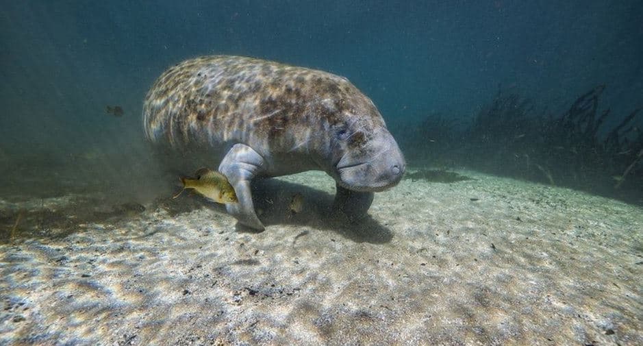 Dyfishohet numri i lopëve të detit të ngordhura në Florida