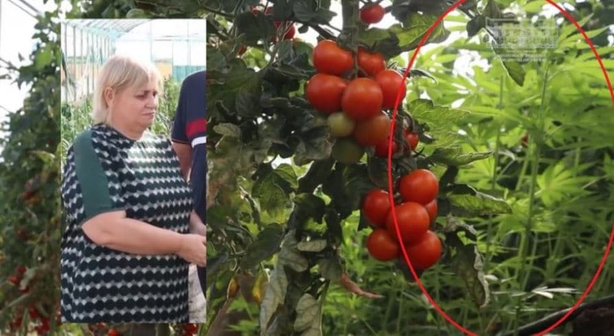       Kanabis brenda serës në Lushnjë/ Ministria e Bujqësisë: Bimët e dyshuara me kërkesë të policisë për eksperiment