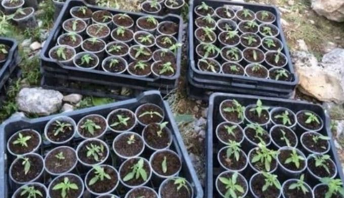 Kanabis në gota plastike, arrestohet kryeplaku i fshatit Kuturqare dhe shpallet në kërkim një tjetër