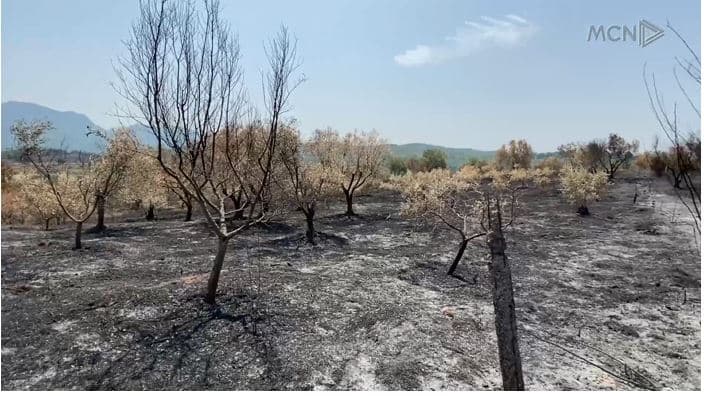 Zjarri shkrumbon 7 mijë rrënjë ullinj në Kurbin (VIDEO)