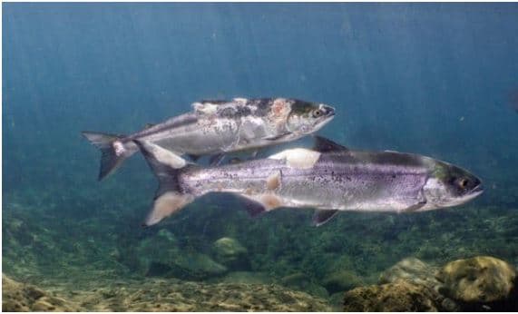 Temperaturat e larta “pjekin” të gjallë salmonin brenda lumenjve