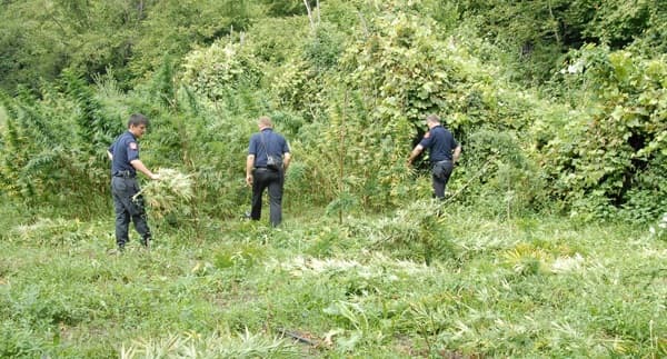 Parcela me kanabis në Skrapar/ Arrestohen dy persona, procedohet kryeplaku i fshatit