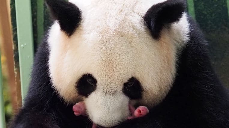 Panda lind këlyshë binjakë në kopshtin zoologjik francez