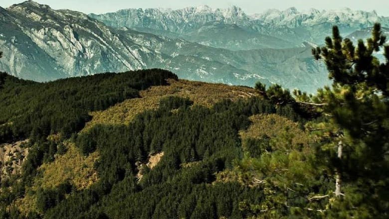 Kontrolle për kanabis në Pukë, RENEA asgjëson një parcelë në zonën e Gjegjanit