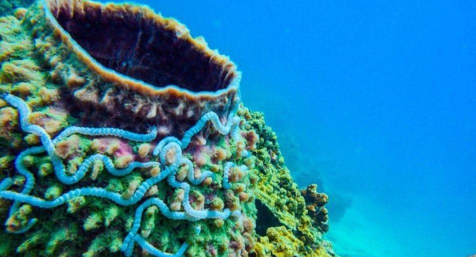 “Dëmtojnë koralet”, Tajlanda ndalon përdorimin e kremrave të diellit