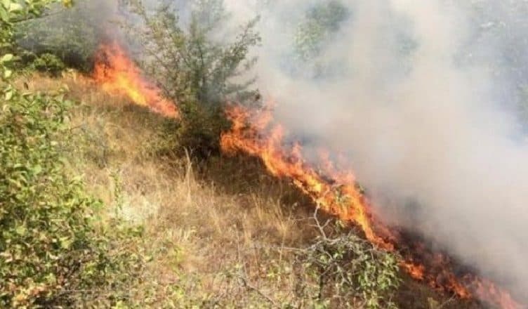 I vunë zjarrin ullinjve dhe tokave në Belsh e Librazhd, një i arrestuar, një tjetër në kërkim