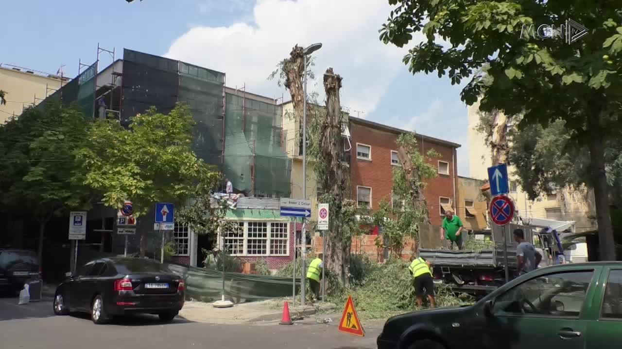 Priten pemët pranë “11 janarit”/ Bashkia Tiranë: Po i krasisim për jetëgjatësinë e tyre (VIDEO)