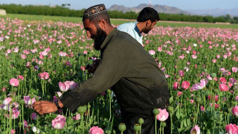 Sa opium prodhohet dhe cili është rekordi i talebanëve?