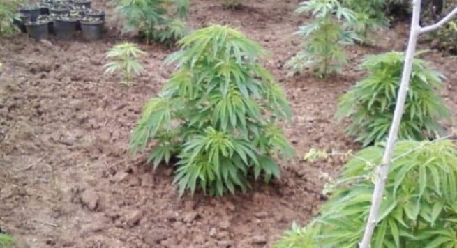Lëndë narkotike në malin e Rrihnave, arrestohet 21-vjeçari