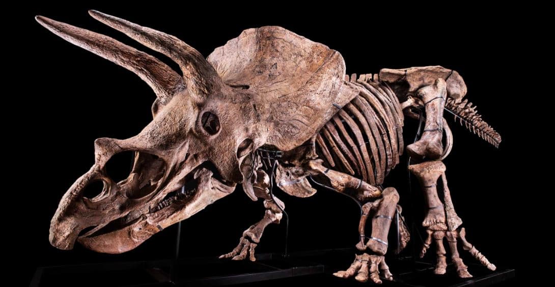 Skeleti i “Triceratops” më të madh në botë del në ankand