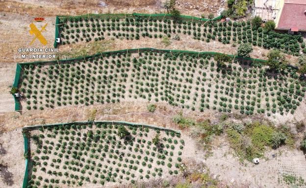 Kujdesej për plantacionin e kanabisit në Spanjë, arrestohet 24-vjeçari shqiptar