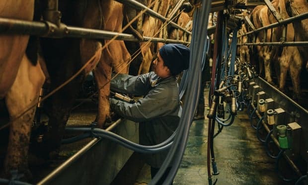 OKB: 90% e subvencioneve globale të fermave dëmtojnë njerëzit dhe planetin