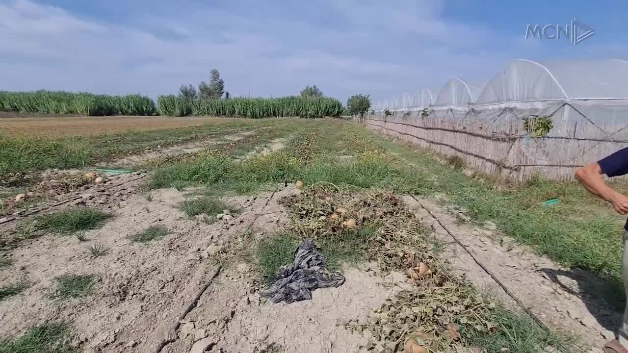 Shalqiri zhgënjen fermerët (VIDEO)