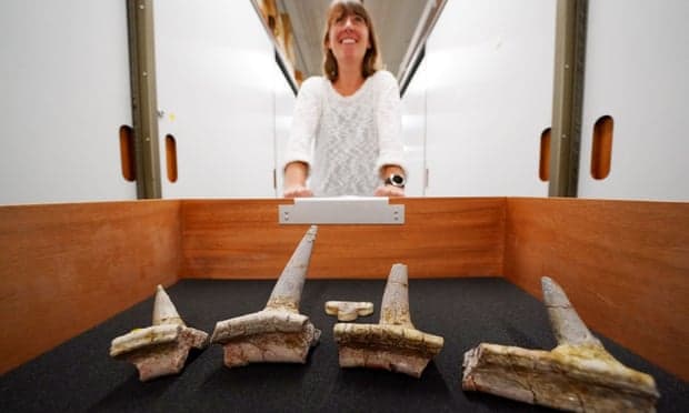 Fosili i dinosaurëve me thumba “të çuditshëm” zbulohet në Marok