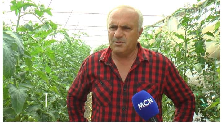 Domatja mbetet stok në Lushnjë (VIDEO)