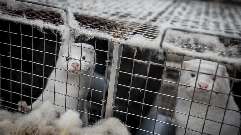 Finlanda do të nisë vaksinimin e vizonëve kundër Covid-19