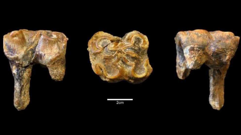 Arkeologët zbulojnë dhëmbin e parë të hipopotamit britanik