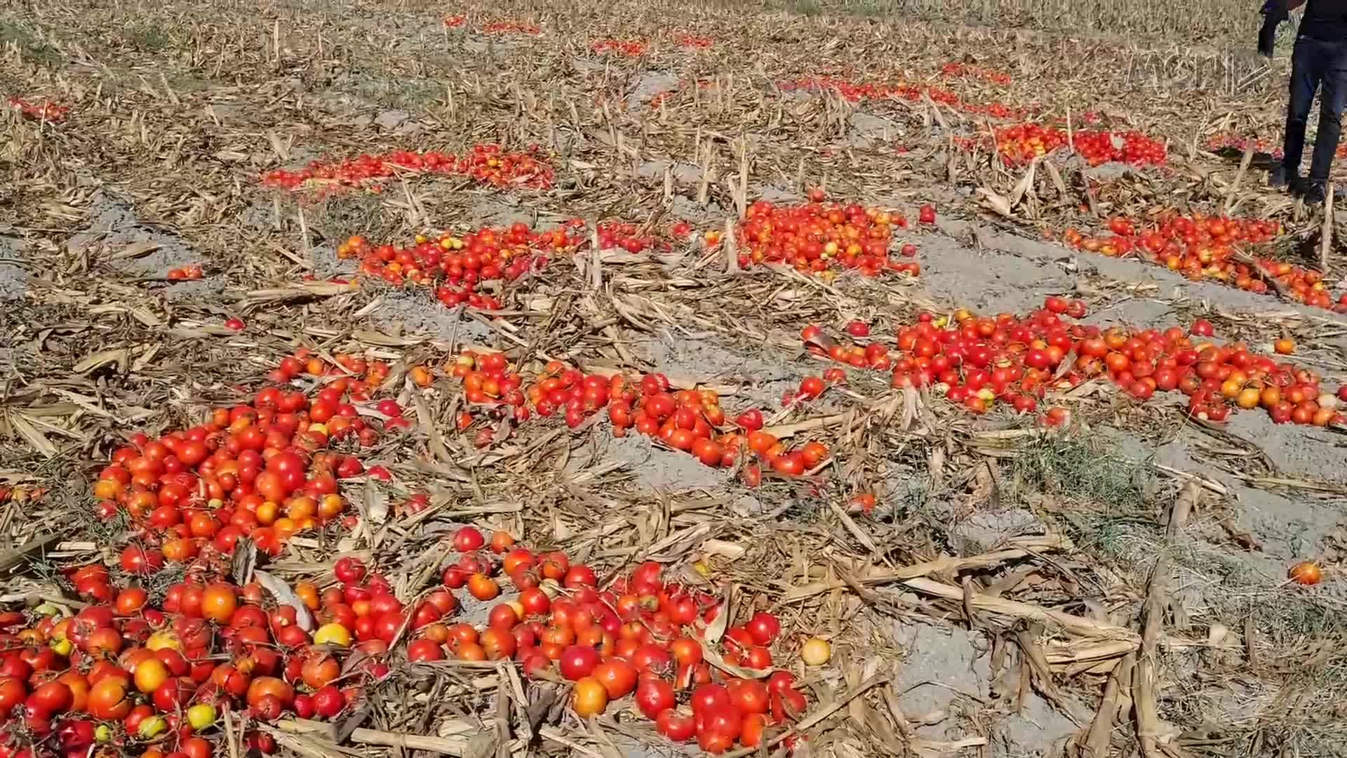 Mbetet në serra domatja e deformuar (VIDEO)