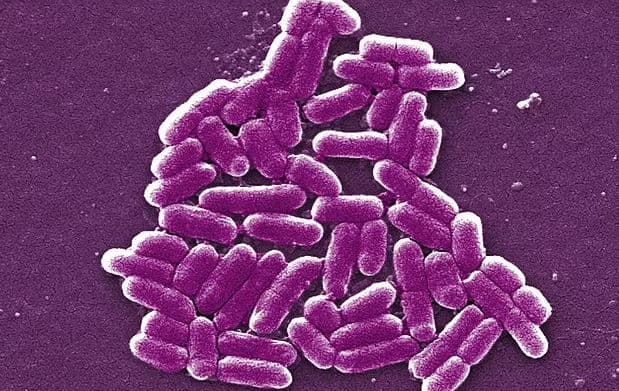 E.Coli identifikohet në Kent, rrezikohen dhjetëra banorë